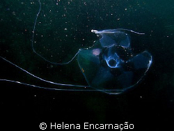 Deep delicacy.
Medusae Geryonia proboscidalis. by Helena Encarnação 